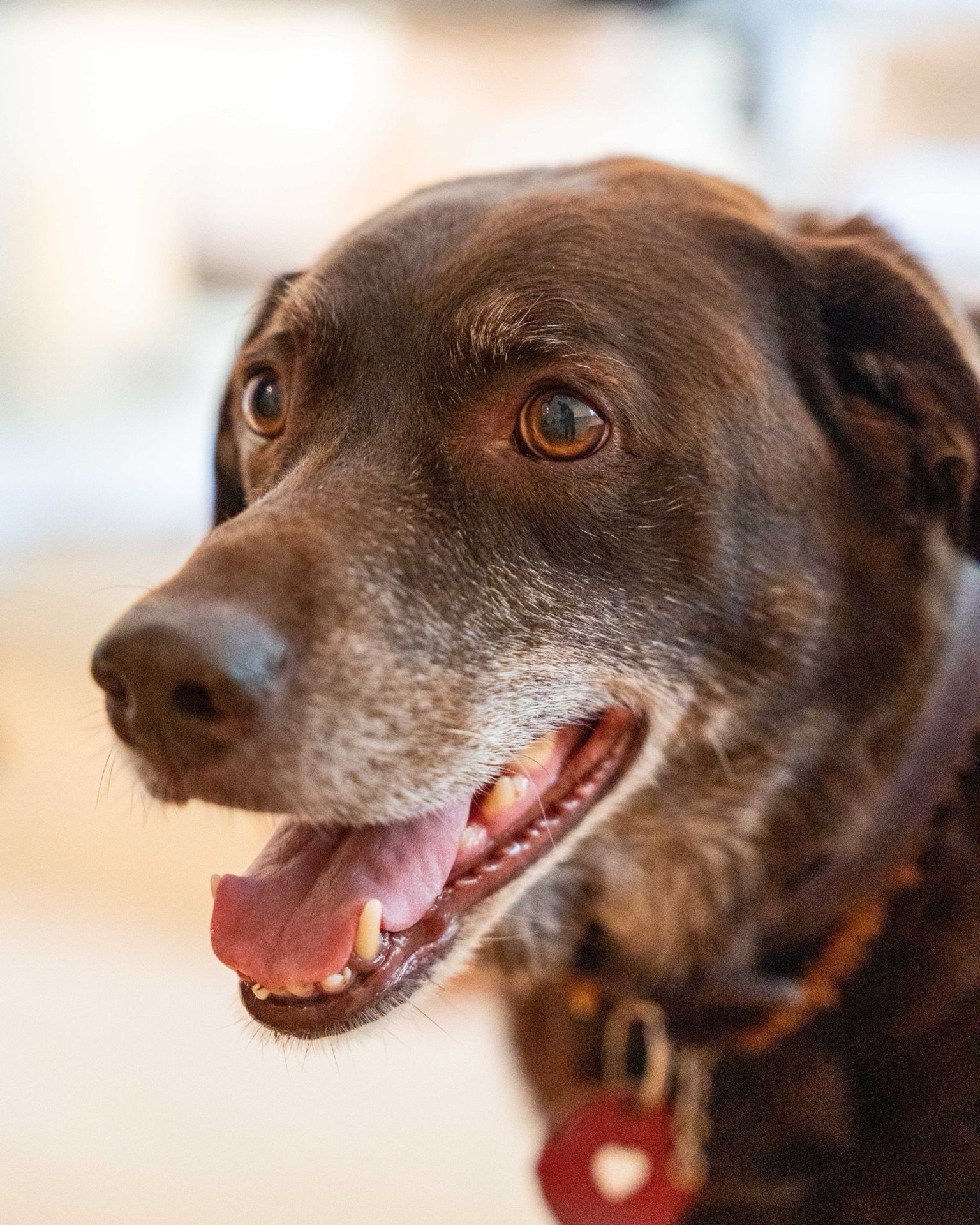 Bosse, Labrador und Trostspender