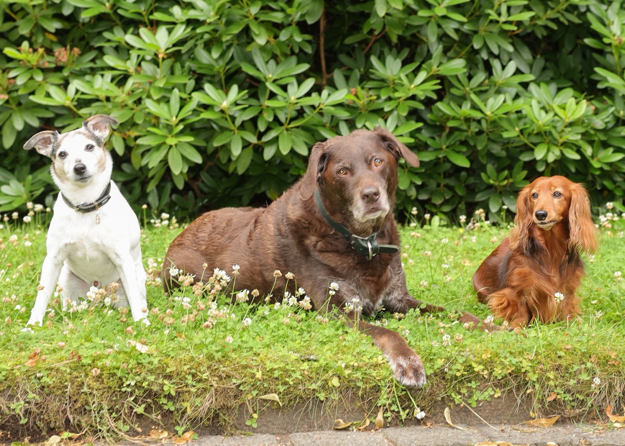 Maya, Bosse und Anton – die Trostspender im Büro